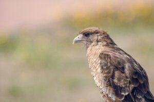 chimango-primer-plano