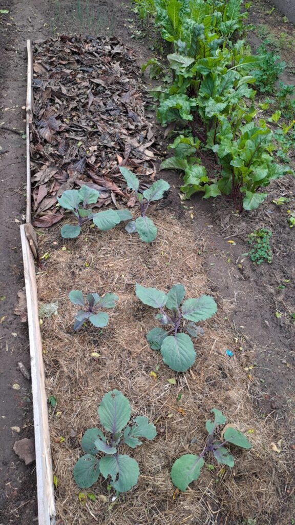 Cómo empezar una huerta en casa desde cero (guía para principiantes)